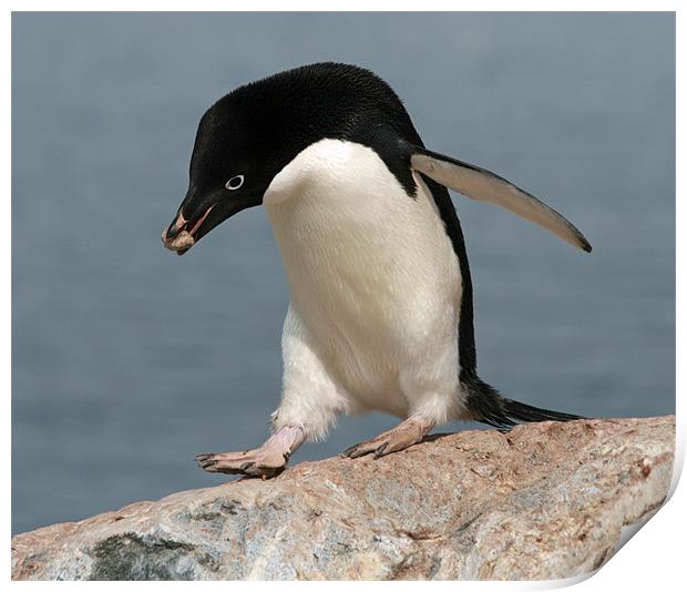 Adelie Penguin 2 Print by Ruth Hallam