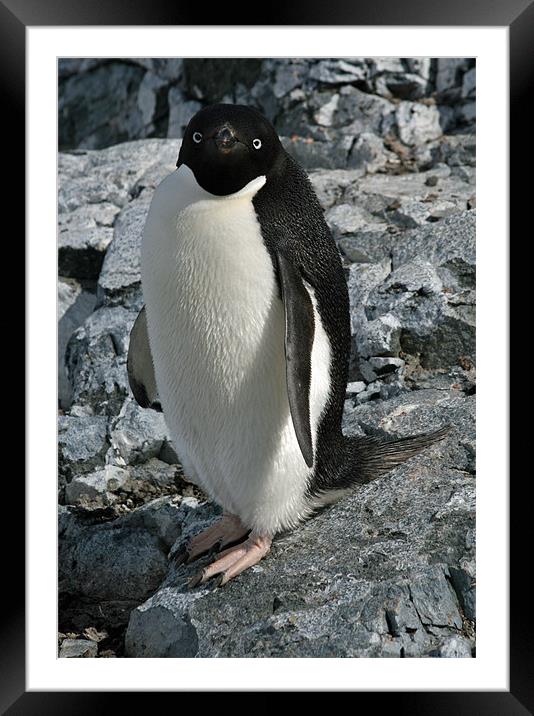 Adelie Penguin 3 Framed Mounted Print by Ruth Hallam