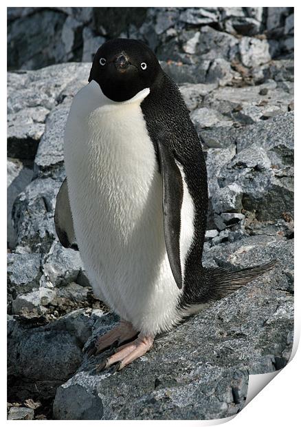 Adelie Penguin 3 Print by Ruth Hallam