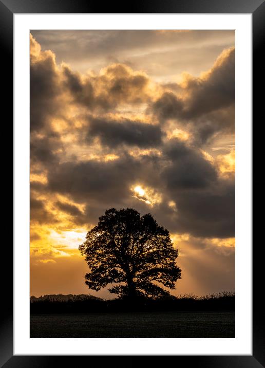 tree silhouette Framed Mounted Print by Tony Bates