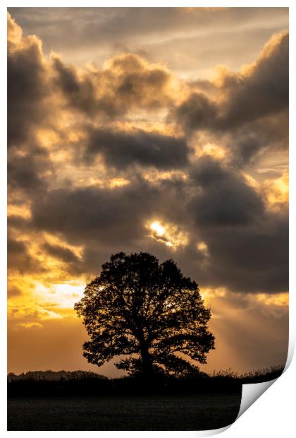 tree silhouette Print by Tony Bates