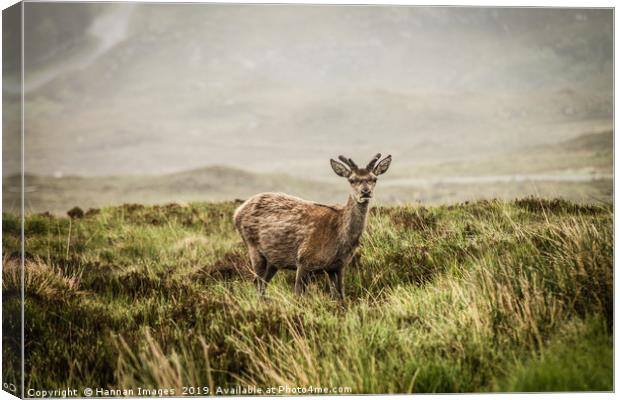 Roe deer in the Scottish Highlands Canvas Print by Hannan Images