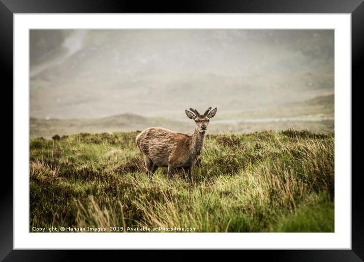 Roe deer in the Scottish Highlands Framed Mounted Print by Hannan Images
