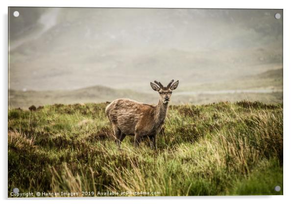 Roe deer in the Scottish Highlands Acrylic by Hannan Images