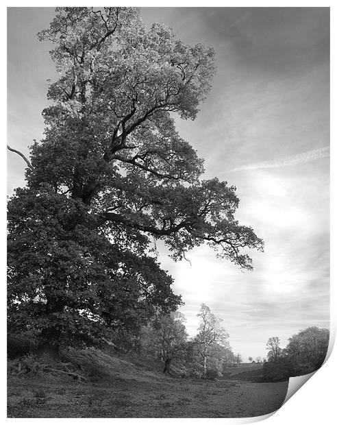 Tree at Knole Print by Dawn Cox