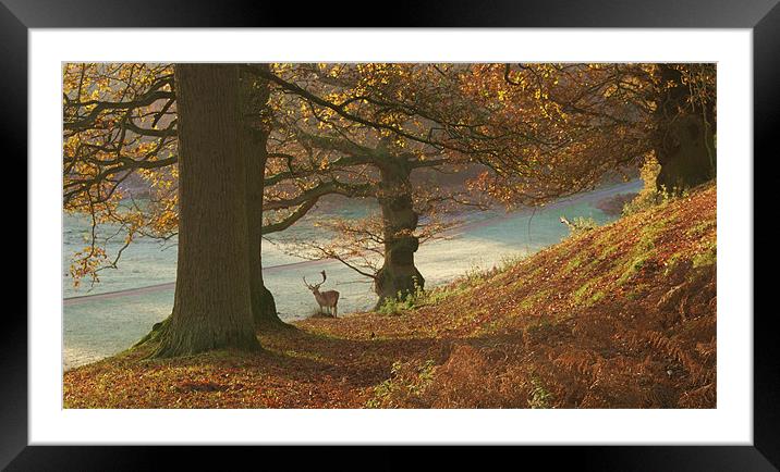 Autumn at knole Framed Mounted Print by Dawn Cox