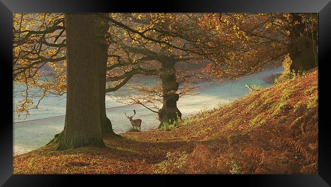 Autumn at knole Framed Print by Dawn Cox