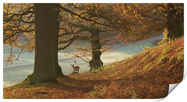 Autumn at knole Print by Dawn Cox