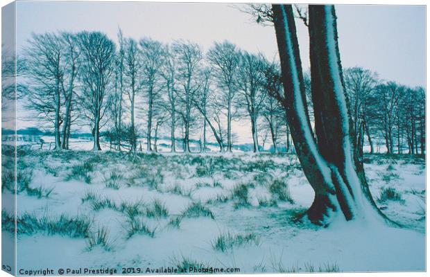 Trees in the Snow, Dartmoor Canvas Print by Paul F Prestidge
