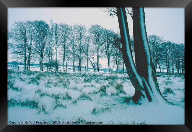 Trees in the Snow, Dartmoor Framed Print by Paul F Prestidge