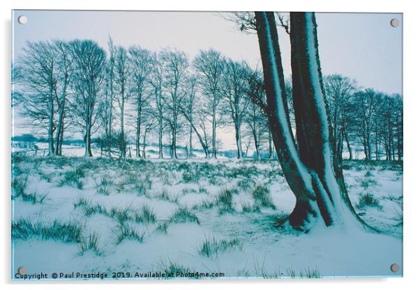 Trees in the Snow, Dartmoor Acrylic by Paul F Prestidge
