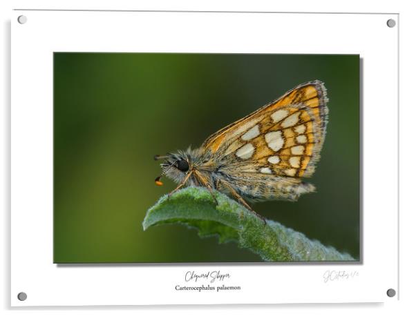 Chequered Skipper Acrylic by JC studios LRPS ARPS