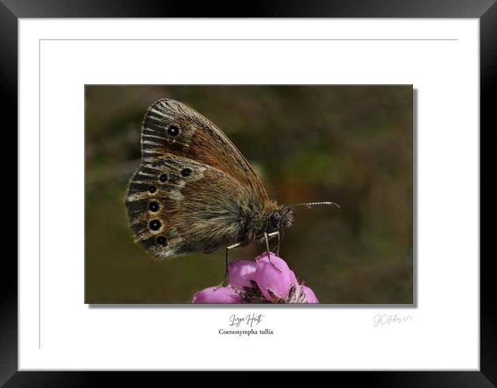 Large Heath  Framed Mounted Print by JC studios LRPS ARPS