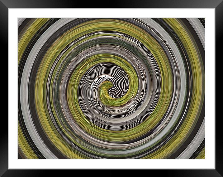 Zebra swirl Framed Mounted Print by kelly Draper