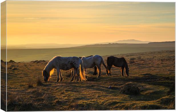Ponies at sunset on Bodmin Moor Canvas Print by CHRIS BARNARD