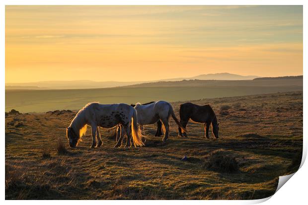 Ponies at sunset on Bodmin Moor Print by CHRIS BARNARD