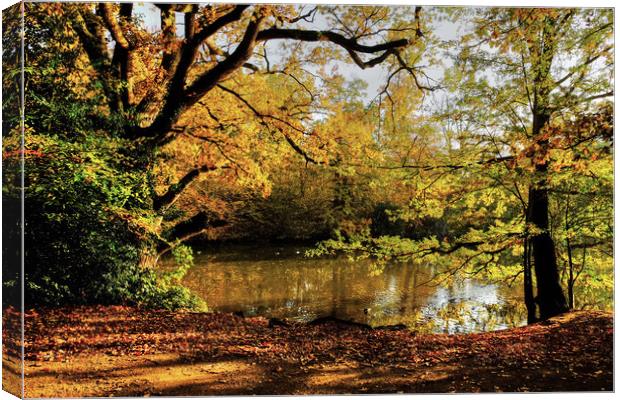 Danbury Country Park  Canvas Print by Diana Mower