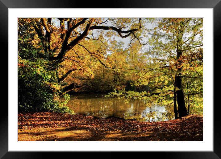 Danbury Country Park  Framed Mounted Print by Diana Mower