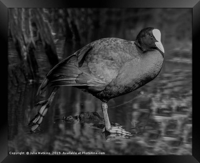 Coot stretching  Framed Print by Julia Watkins