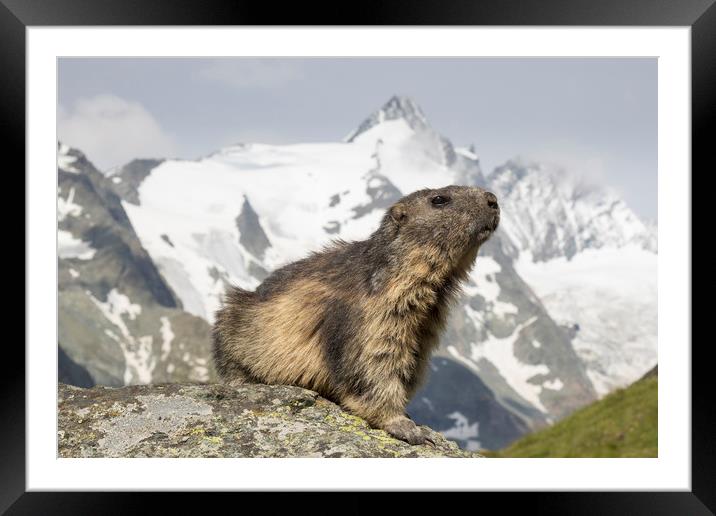 Alpine Marmot Framed Mounted Print by Arterra 