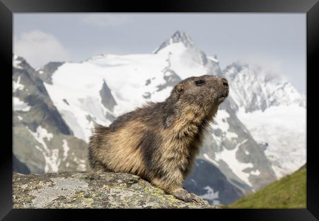 Alpine Marmot Framed Print by Arterra 