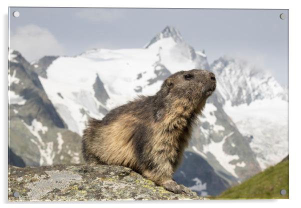 Alpine Marmot Acrylic by Arterra 