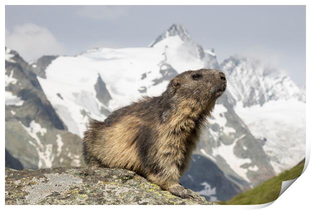Alpine Marmot Print by Arterra 