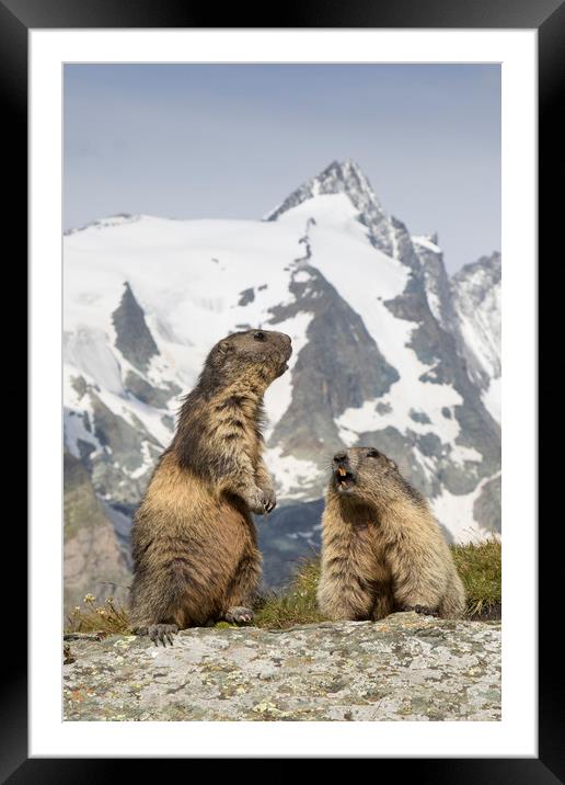 Alpine Marmots Framed Mounted Print by Arterra 