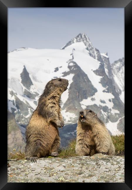 Alpine Marmots Framed Print by Arterra 