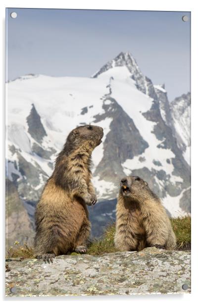 Alpine Marmots Acrylic by Arterra 