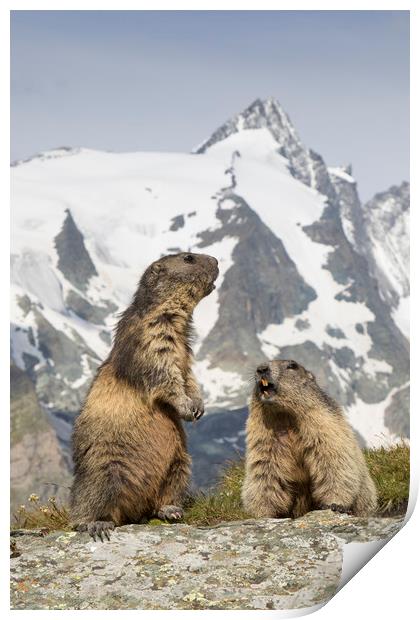 Alpine Marmots Print by Arterra 