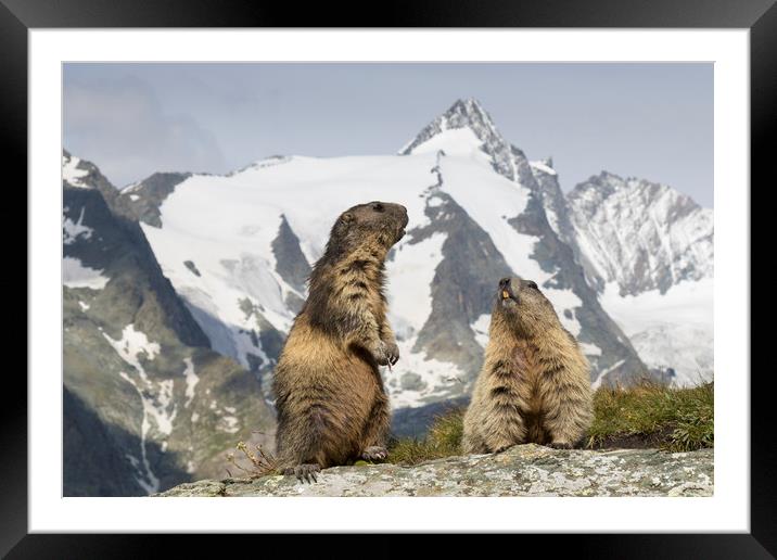 Marmots in the Alps Framed Mounted Print by Arterra 