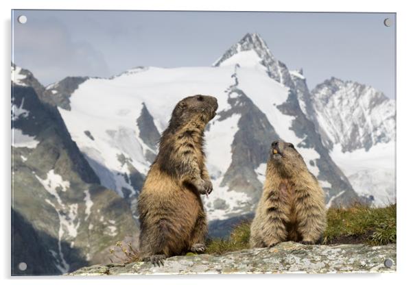 Marmots in the Alps Acrylic by Arterra 