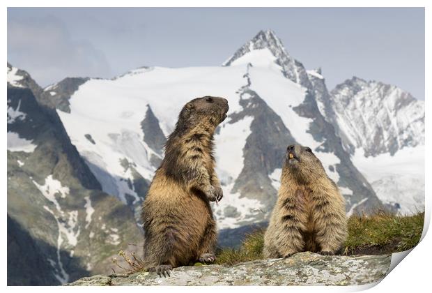 Marmots in the Alps Print by Arterra 