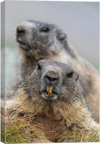 Two Marmots Canvas Print by Arterra 