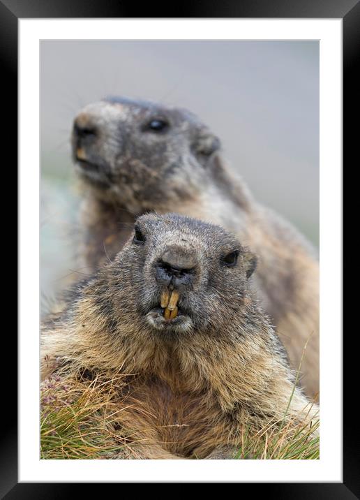 Two Marmots Framed Mounted Print by Arterra 