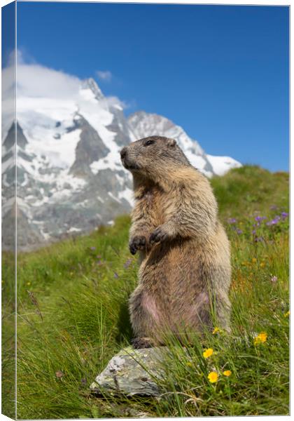 Marmot in the Alps Canvas Print by Arterra 