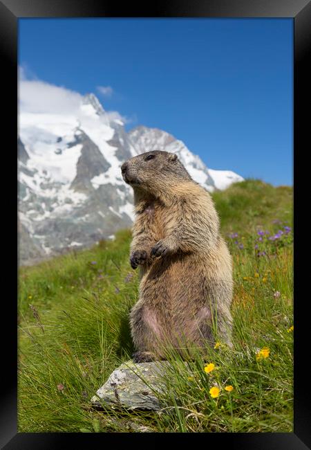 Marmot in the Alps Framed Print by Arterra 