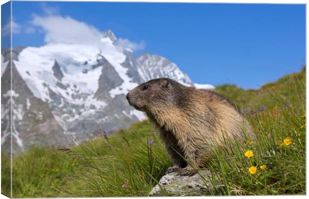 Alpine Marmot in the Hohe Tauern Canvas Print by Arterra 