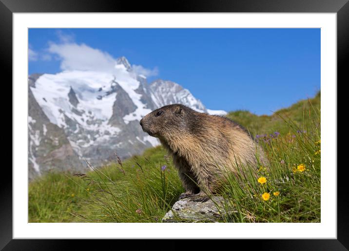 Alpine Marmot in the Hohe Tauern Framed Mounted Print by Arterra 