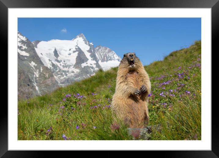 Alpine Marmot Calling in the Alps Framed Mounted Print by Arterra 