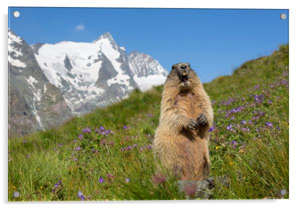 Alpine Marmot Calling in the Alps Acrylic by Arterra 