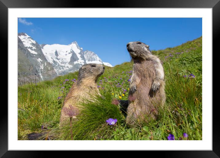 Alpine Marmot Couple in the Alps Framed Mounted Print by Arterra 