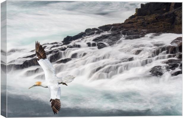 Gannet Soaring along Scottish Coast Canvas Print by Arterra 