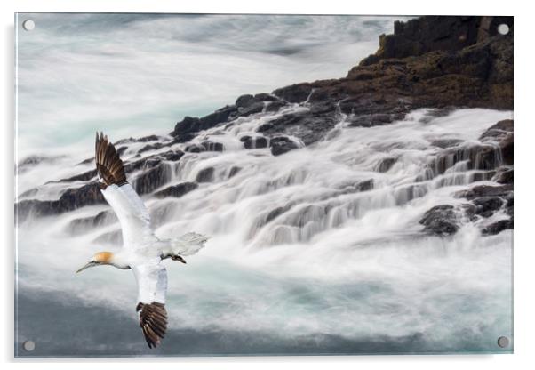 Gannet Soaring along Scottish Coast Acrylic by Arterra 