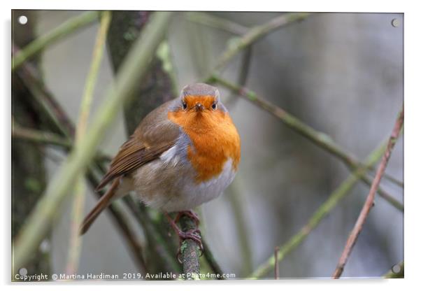 Robin Acrylic by Martina Hardiman