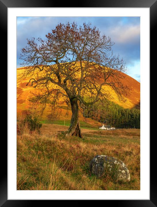 The Frandy Tree, Glen Devon Framed Mounted Print by Miles Gray