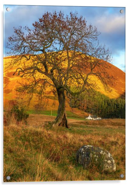 The Frandy Tree, Glen Devon Acrylic by Miles Gray