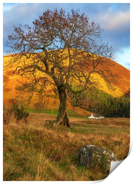 The Frandy Tree, Glen Devon Print by Miles Gray