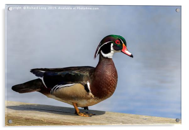 Male Wood Duck at wildlife reserve near Ladner Bri Acrylic by Richard Long